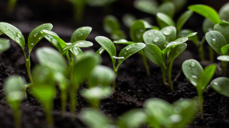 FRÖ- OCH STICKLINGSBYTARDAG