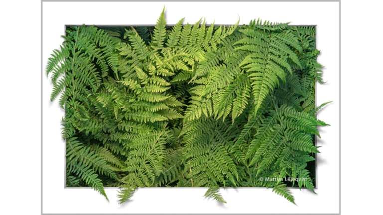 VERNISSAGE I BLICKFÅNGET: NATURENS MAGI